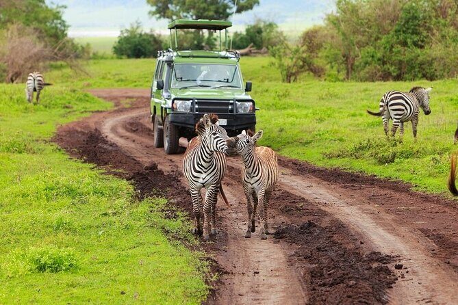 Ngorongoro Crater Day Trip - The Experience of the Guides and the Group Size