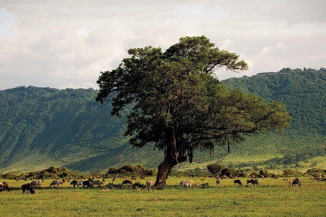 Ngorongoro Crater Day Trip - An In-Depth Look at the Ngorongoro Crater Day Trip