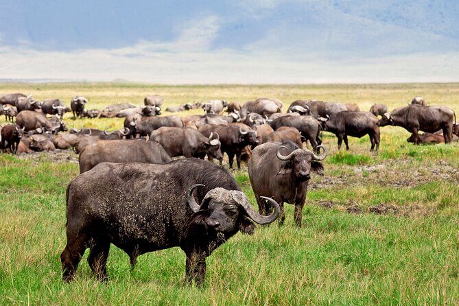 Ngorongoro Crater Day Trip  Shared Group Safari - Is This Tour Worth It?