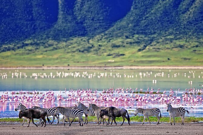 Ngorongoro Crater Day Trip  Shared Group Safari - Final Thoughts: Should You Book This Ngorongoro Day Trip?