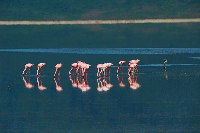 Ngorongoro Crater Day Trip  Shared Group Safari - Frequently Asked Questions (FAQs)