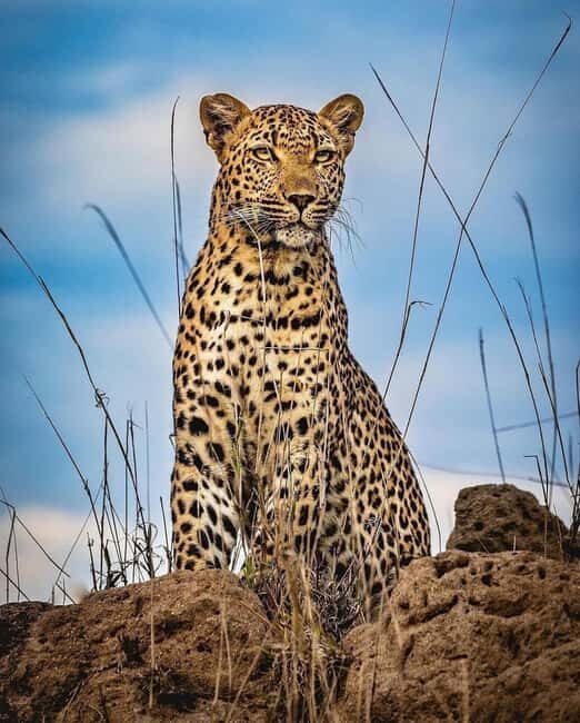 Ngorongoro Crater Day Trip with Picnic Lunch - The Experience in Detail