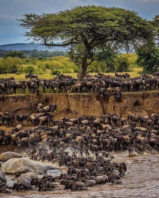 Ngorongoro Crater Day Trip with Picnic Lunch - What Sets This Tour Apart?