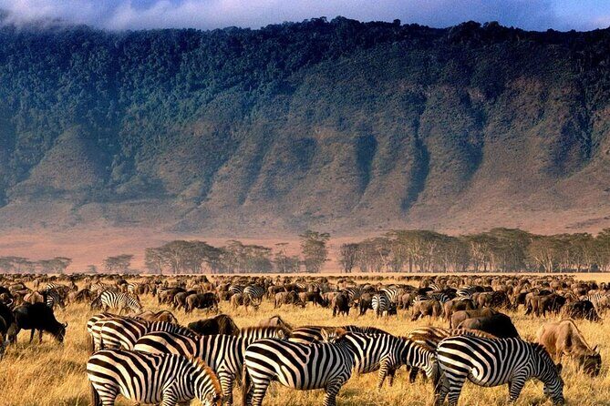Ngorongoro Crater Exclusive: A Journey into Africas Eden - Introduction to the Ngorongoro Crater Exclusive Tour