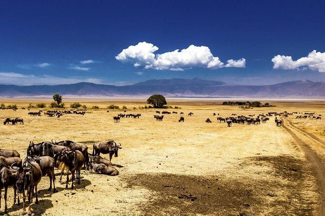 Ngorongoro Crater Exclusive: A Journey into Africas Eden - Price Analysis and Value