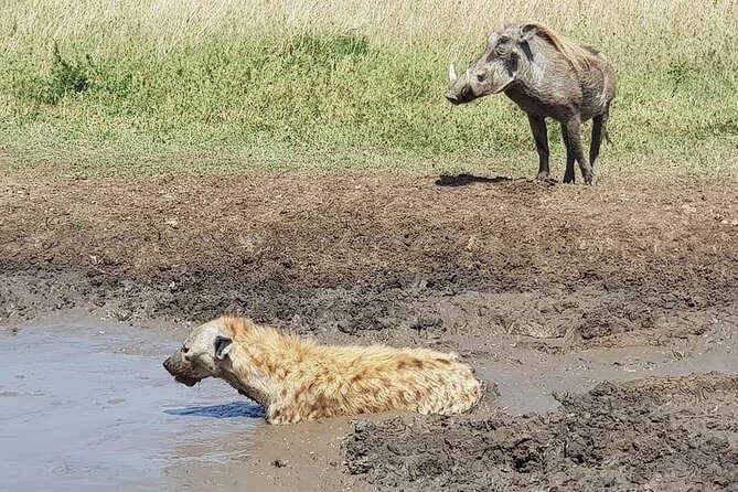 Ngorongoro Day Trip From Arusha / Kilimanjaro - The Itinerary: What to Expect