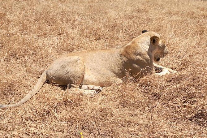 Ngorongoro Day Trip From Arusha / Kilimanjaro - The Value of the Price Tag