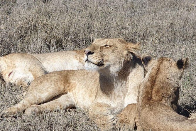 Ngorongoro Day Trip From Arusha / Kilimanjaro - FAQ