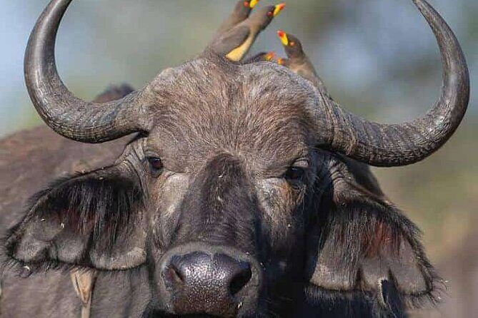 Ngorongoro, Manyara and Tarangire tour - FAQ