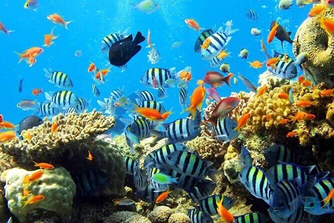 Nha Trang 3 Islands Paradise Explore - Summary of Pros and Cons