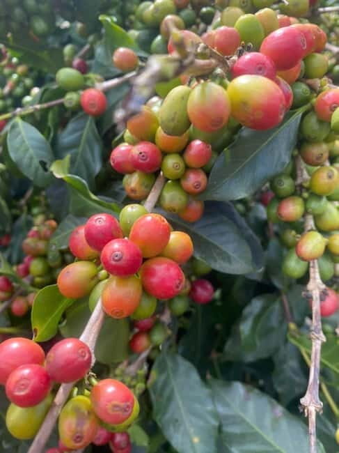 Nha Trang-Da Lat Day Trip: Explore Mongo & Donki Land - Who Is This Tour Best For?