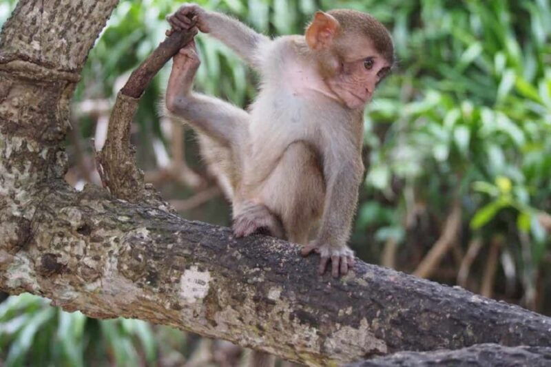 nha-trang-entry-ticket-to-monkey-island