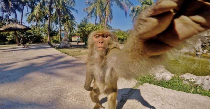 nha-trang-entry-ticket-to-monkey-island