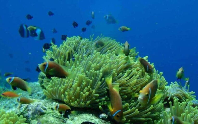 nha-trang-fantastic-tour-w-snorkeling-bbq-at-mini-beach