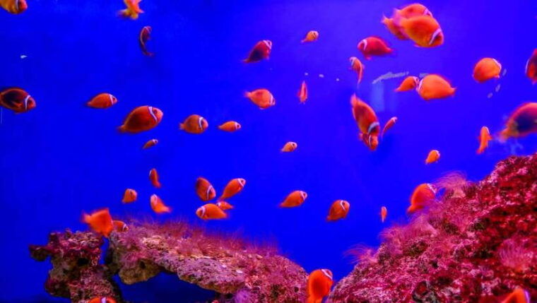 nha-trang-half-day-city-tour-with-local-lunch