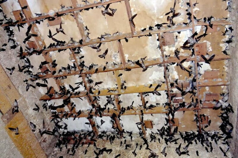 Nha Trang: Nha Trang Culture & Spa Escape Half-Day Tour - Key Points