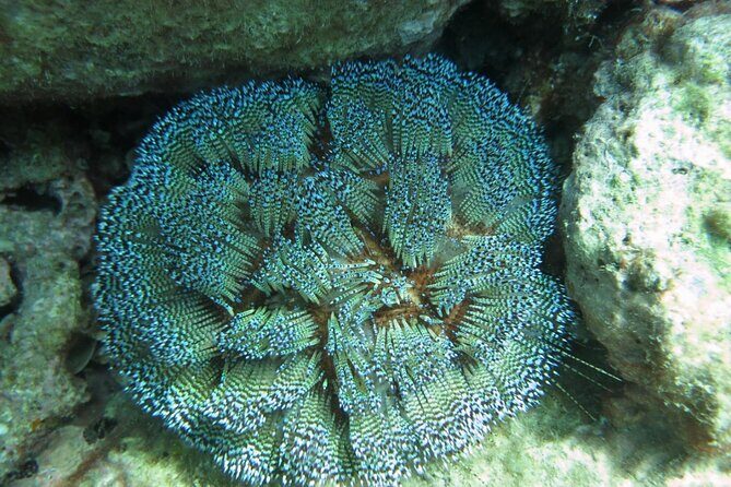 Nha Trang Scuba Diving Tour: 2 Dives for Beginners at Marine Park - FAQ