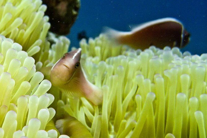 Nha Trang Speedboat Tour Plus Mud Bath On Hon Tam Island - Final Words