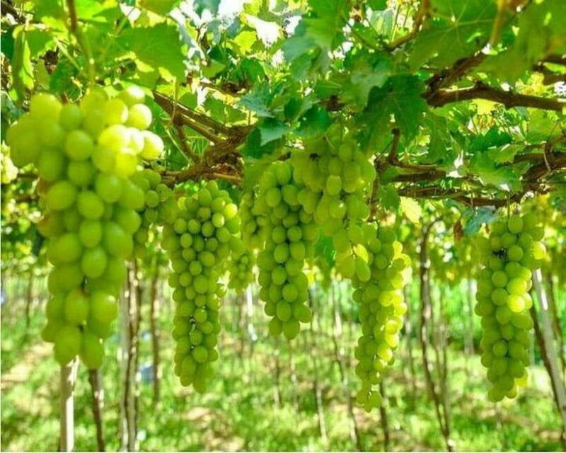 Nha Trang:Top Site Must See Vinh Hy Bay & Rai Cave Discovery - A Deep Dive into the Experience