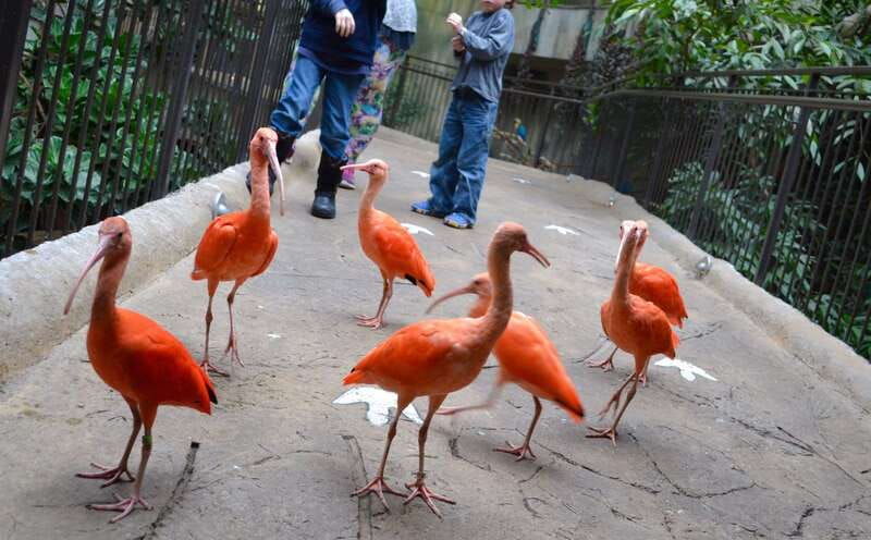 niagara-falls-canada-bird-kingdom-entry-ticket