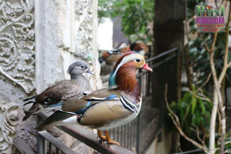 niagara-falls-canada-bird-kingdom-entry-ticket