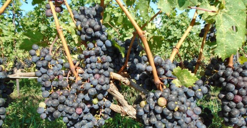 niagara-falls-canada-full-day-private-winery-tour