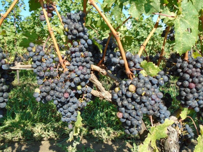 niagara-falls-canada-full-day-private-winery-tour