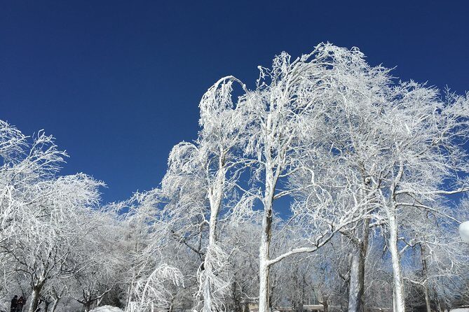 Niagara Falls Winter Wonderland USA Tour (small groups) - Practical Insights from Reviews