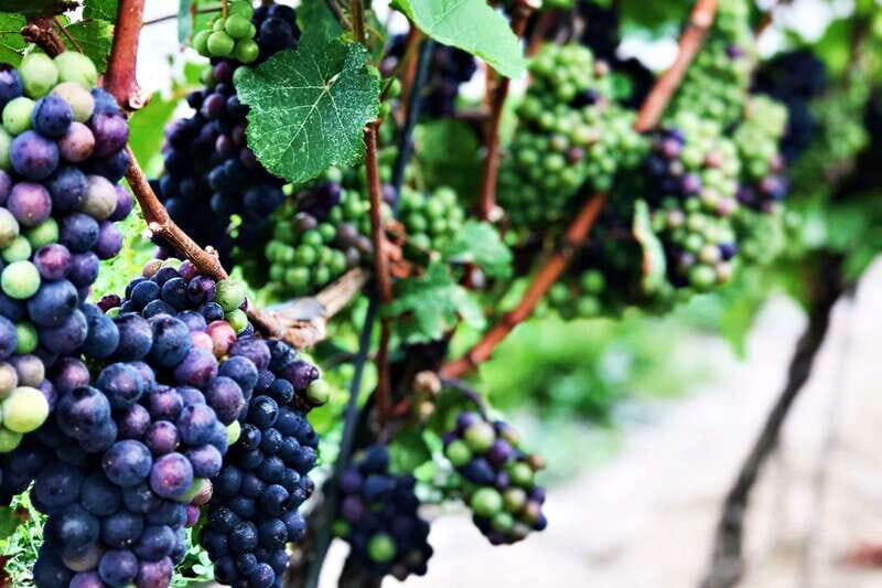 Niagara-on-the-Lake: Wine & Charcuterie Tour with Tastings - Niagara-on-the-Lake: Wine & Charcuterie Tour with Tastings — A Full-Bodied Experience