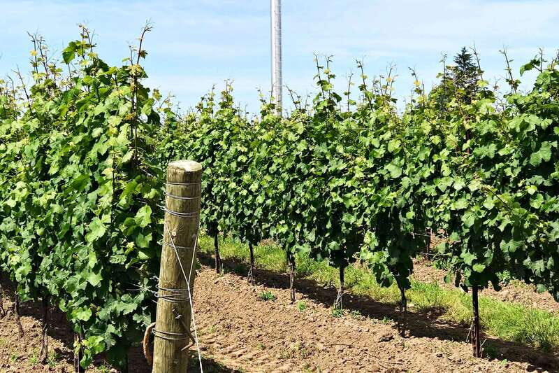 Niagara-on-the-Lake: Wine & Charcuterie Tour with Tastings - Authentic Insights from Past Guests