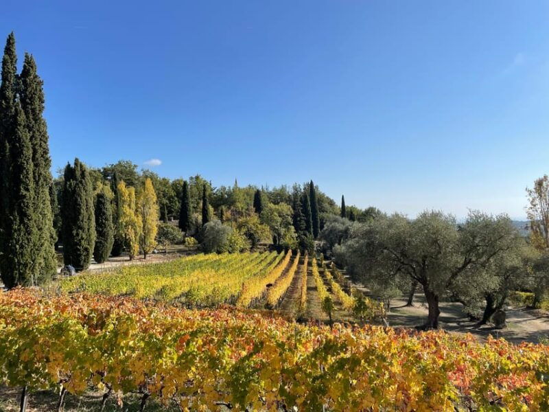 nice-full-day-cotes-de-provence-wine-tour