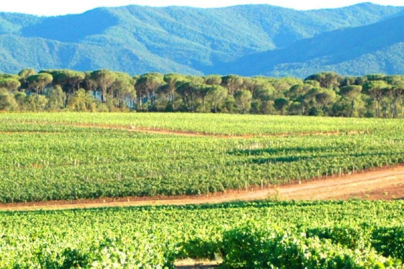 nice-full-day-cotes-de-provence-wine-tour