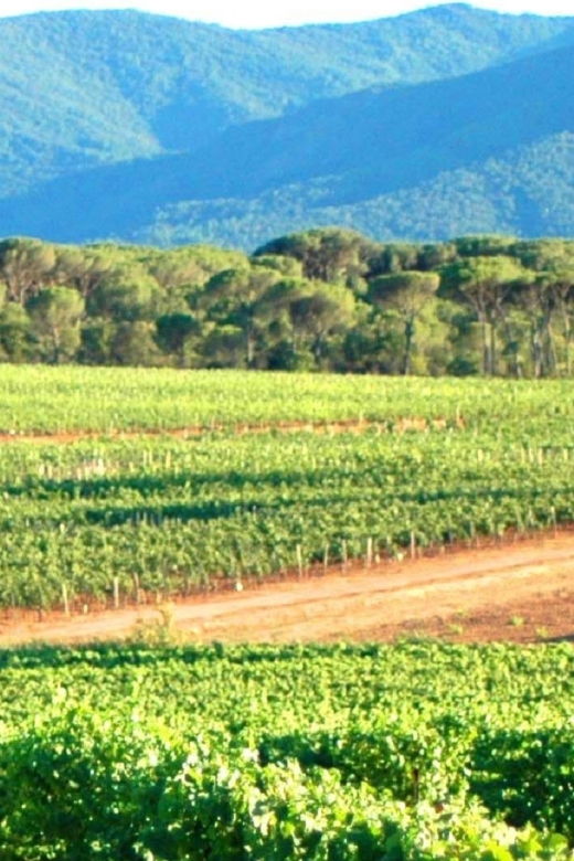 nice-full-day-cotes-de-provence-wine-tour