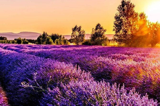 nice-gorges-of-verdon-and-fields-of-lavender-tour