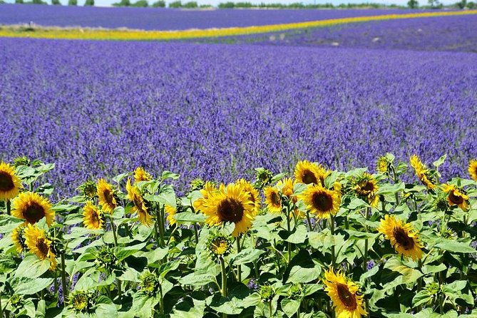 nice-gorges-of-verdon-and-fields-of-lavender-tour