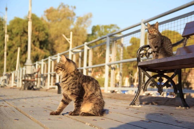 Nicosia: Express Walk with a Local in 60 minutes - Exploring Nicosia in 60 Minutes: What You Can Expect