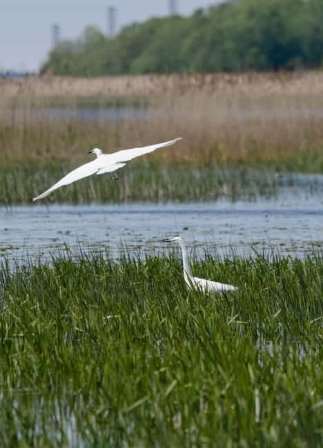 Nida: Bird-Watching Adventure in Nemunas Delta - Key Points