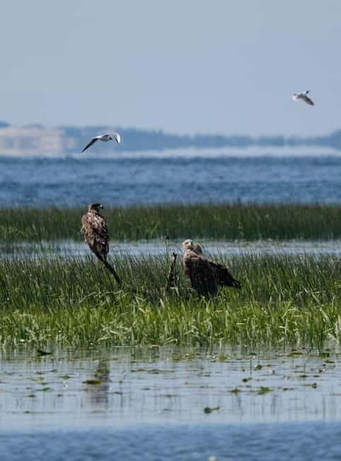 Nida: Bird-Watching Adventure in Nemunas Delta - What You Can Expect from the Tour