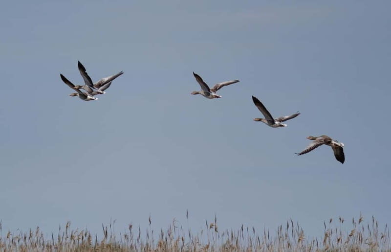 Nida: Bird-Watching Adventure in Nemunas Delta - Final Thoughts
