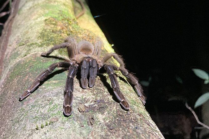 night-adventures-in-monteverde