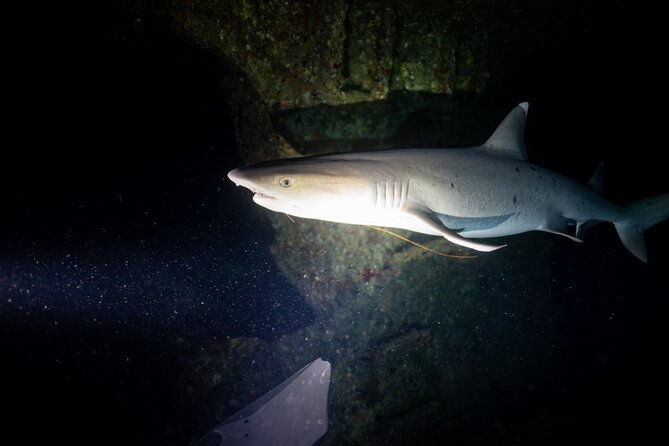 night-dive-adventure-in-oahu