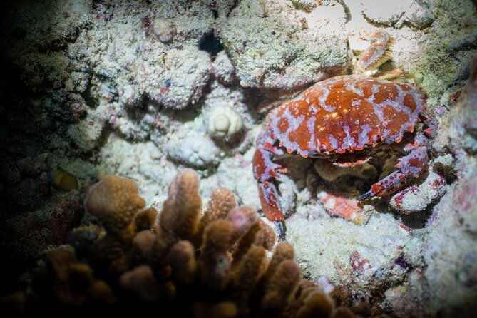 night-dive-adventure-in-oahu