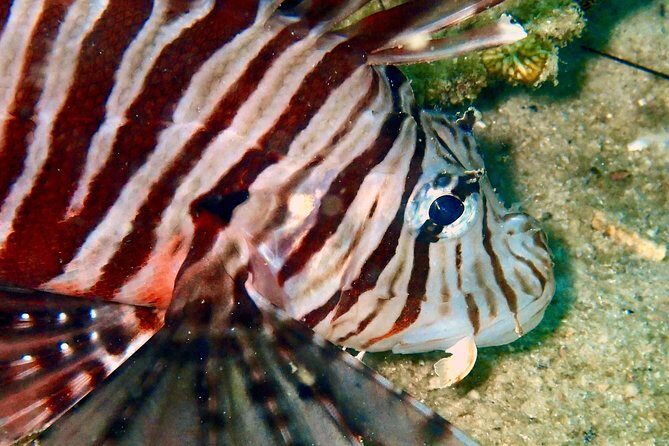 Night dive from the beach ( Start at Ko Kut) - The Experience: What to Expect on Your Night Dive
