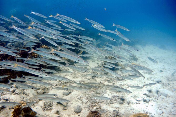 Night dive from the beach ( Start at Ko Kut) - Who Should Consider This Tour?