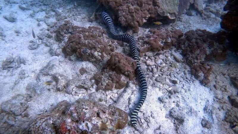 night-diving-from-stunning-coral-reef-in-the-heart-of-phuket