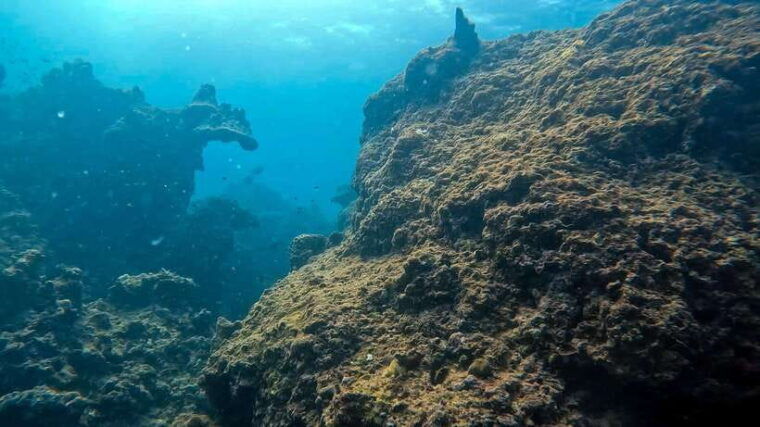 night-diving-from-stunning-coral-reef-in-the-heart-of-phuket