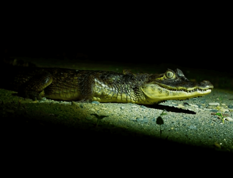night-excursion-search-for-alligators-tambopata-river