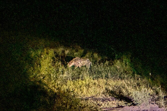 Night Game Drive in Zambezi National Park and Victoria Falls - FAQ: Your Questions Answered