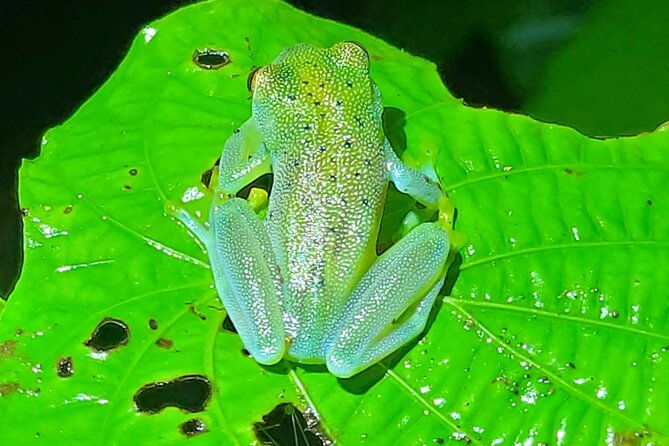 night-hike-la-fortuna-night-hiking-trip-in-arenal