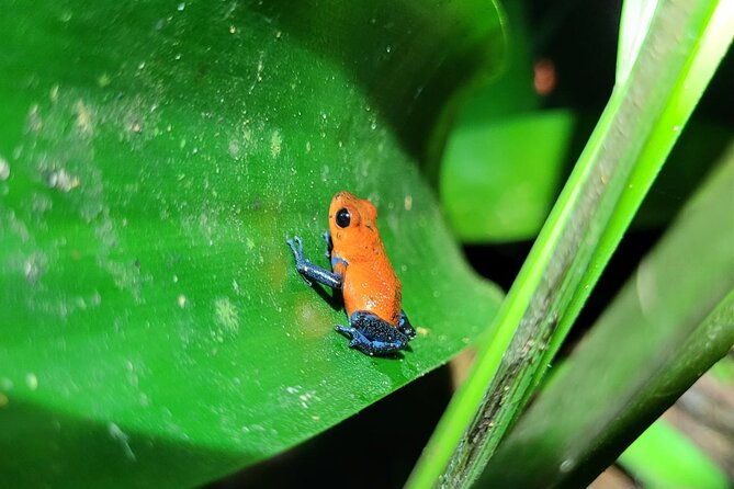night-hike-la-fortuna-night-hiking-trip-in-arenal